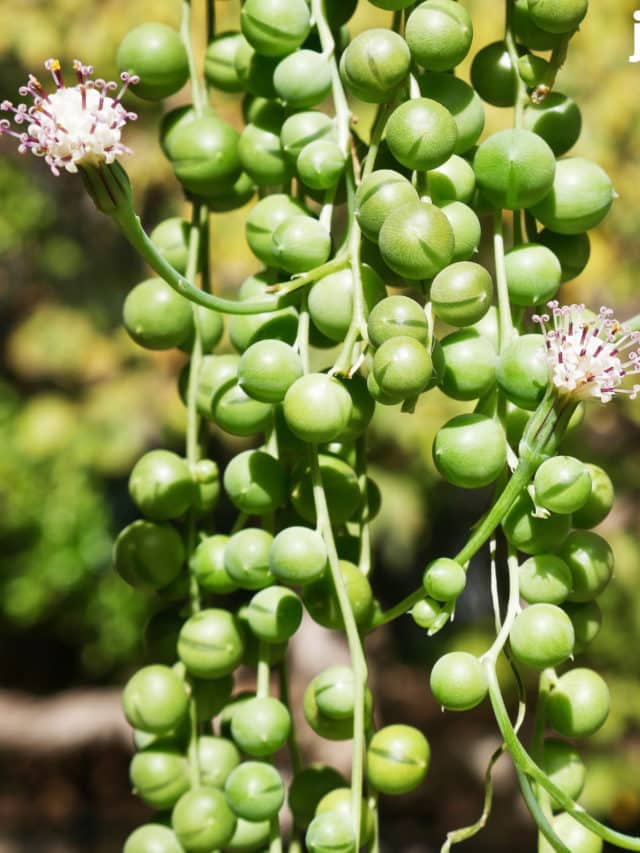 String Of Pearls: This Fascinating Beauty Makes A Great Houseplant