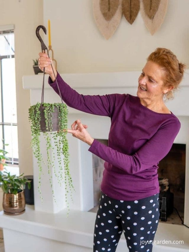 String Of Pearls Cuttings & How To Plant Them / Joy Us garden 