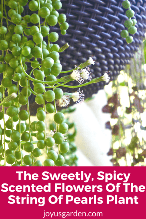 The Sweetly, Spicy Scented Flowers Of The String Of Pearls Plant