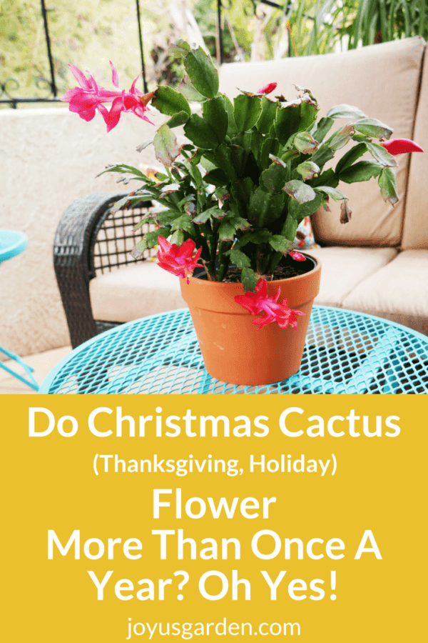 a red christmas cactus in a terra cotta pot sits on a bright blue table. the text reads do christmas cactus flower more than once a year? oh yes!