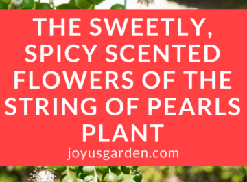 string-of-pearls