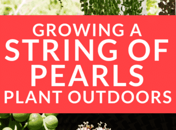 string-of-pearls-pinterest