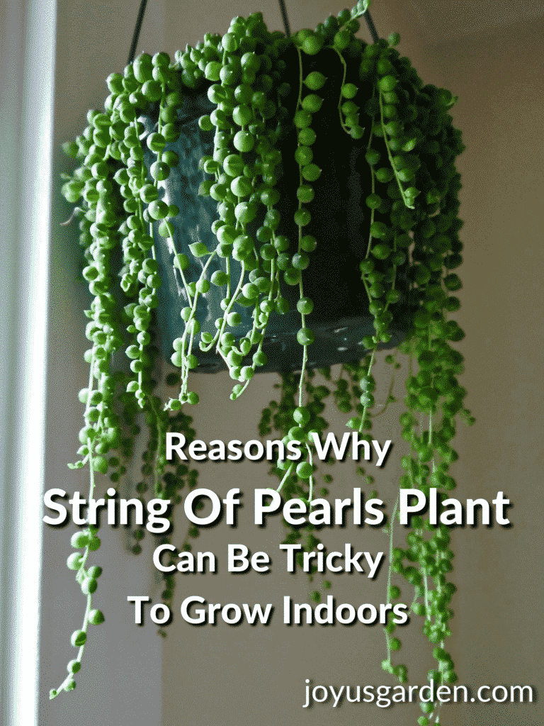 Growing A String Of Pearls Plant: 10 Common Problems You May Have