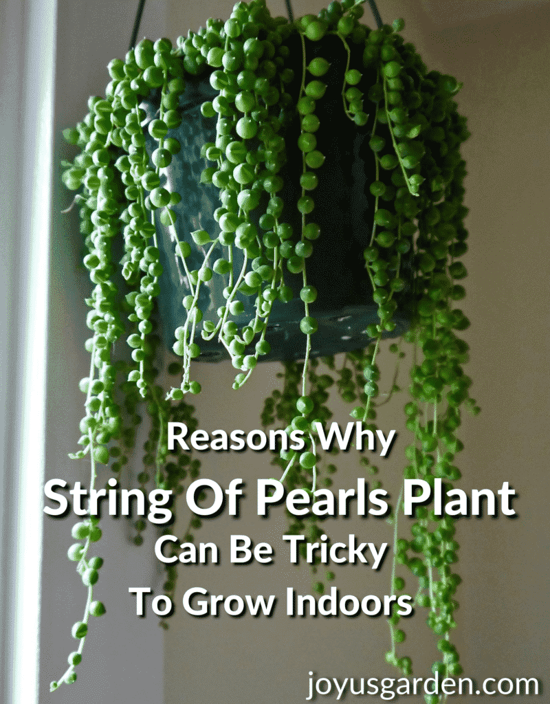 a string of pearls succulent plant with long trails hangs near a window the text reads reasons why string of pearls plant can be tricky to grow indoors joyusgarden.com