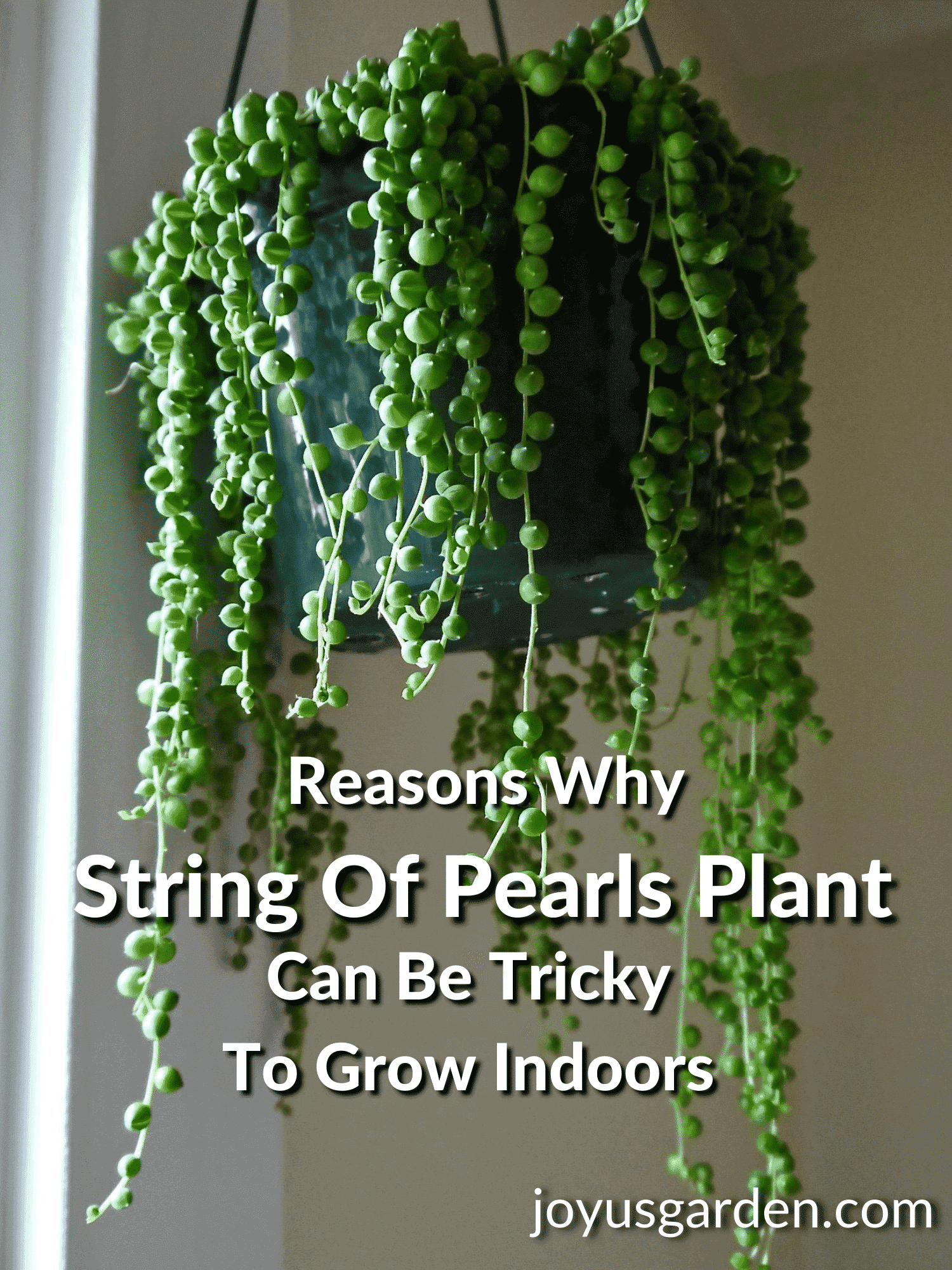 String Of Pearls Plant: 10 Reasons Why Yours Isn't Growing