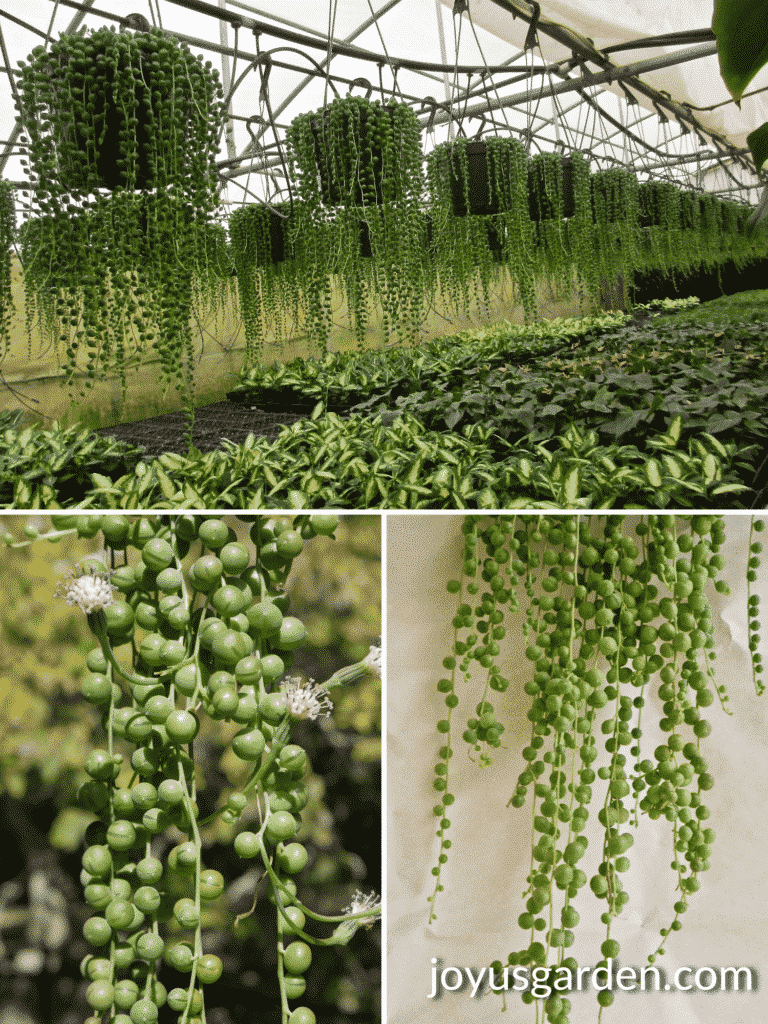 a collage with 3 photos of string of pearls plants the top shows string of pearls hanging in a greenhouse & the bottom 2 show string of pearls flowers & string of pearls trails
