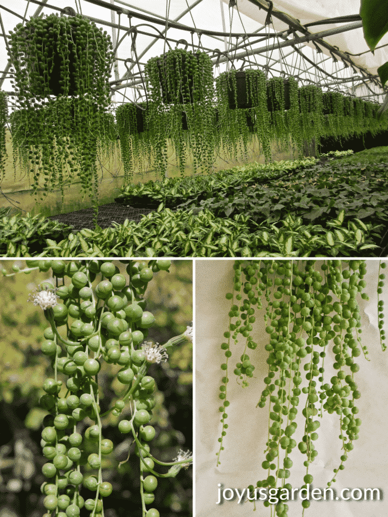 3pc String of Pearls - National Plant Network