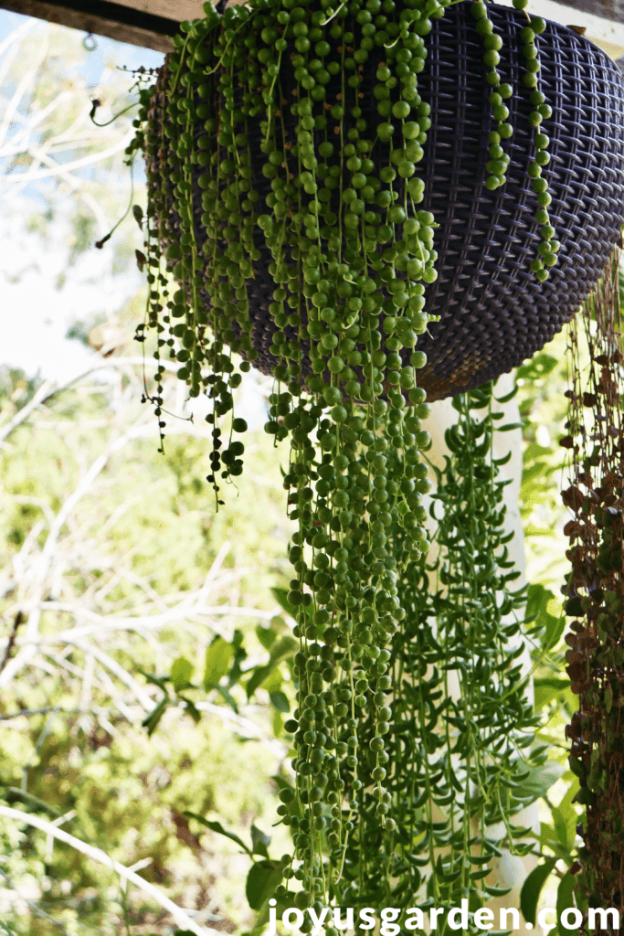 string of pearls plants with long trailing stems in a purple hanging pot