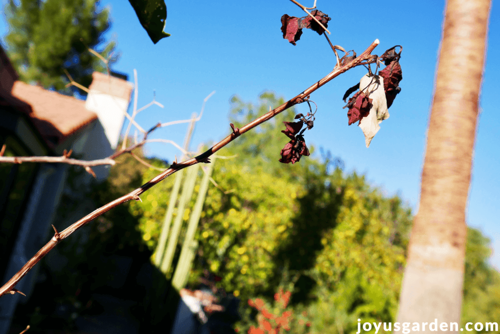 a bougainvillea branch with freeze damage