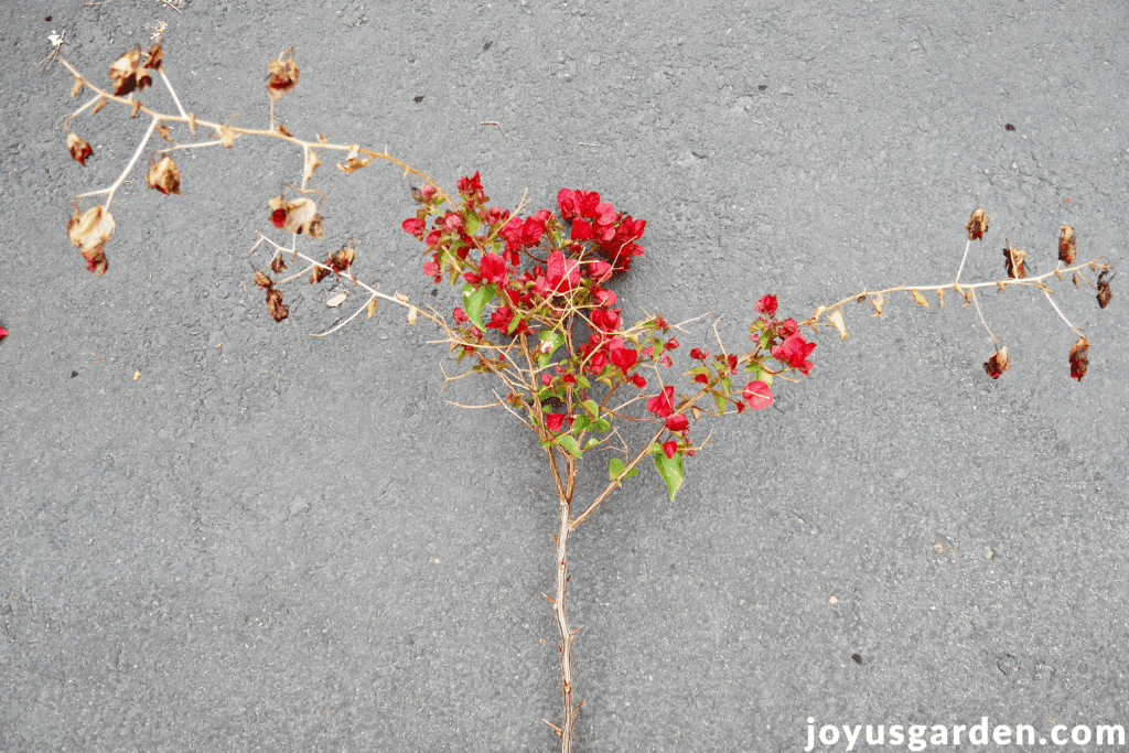 a bougainvillea branch with red flowers showing damage after a freeze