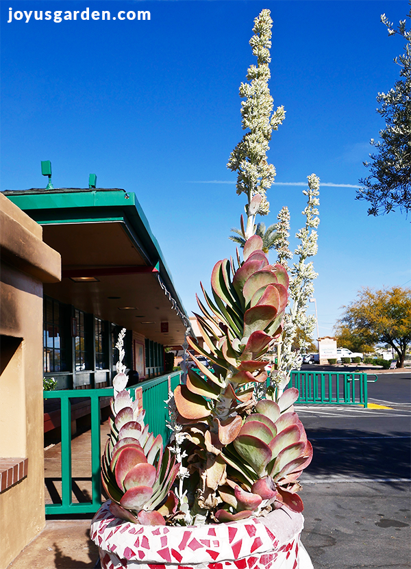 Paddle Plant growing outdoors in a parking lot in a decorative planter, it's in bloom, and it has long stretched stems. 