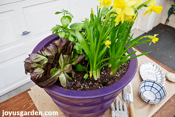 a purple pot with lettuces and herbs sits on a work table with a trowel, a glove, a bowl & a dish