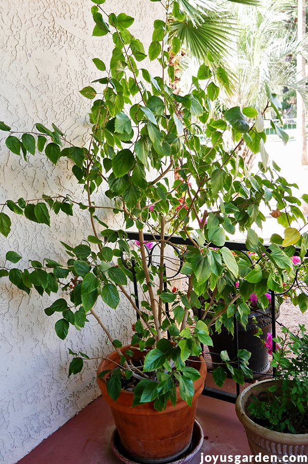 a large leggy tropical hibiscus in a terra cotta pot sits on a patio with other plants
