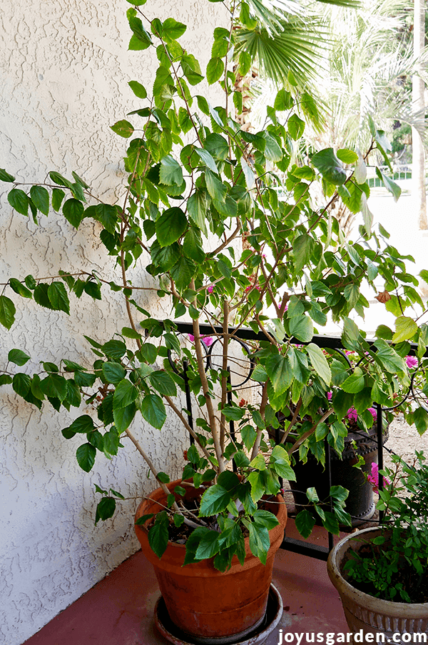 Underskrift det er alt progressiv How To Aesthetically Prune A Tropical Hibiscus In Spring