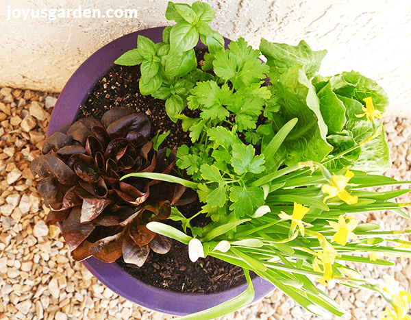 looking down on a purple pot with lettuces, parsley, basil & a mini daffodil