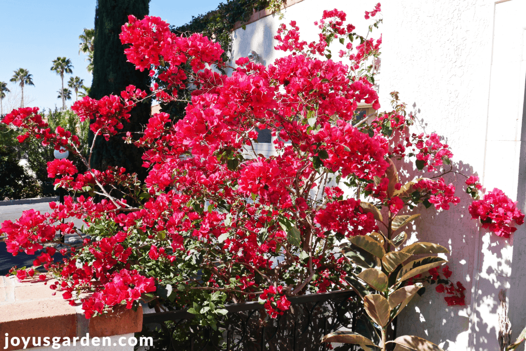 a red/rose bougainvillea barbara karst in spring against a white house