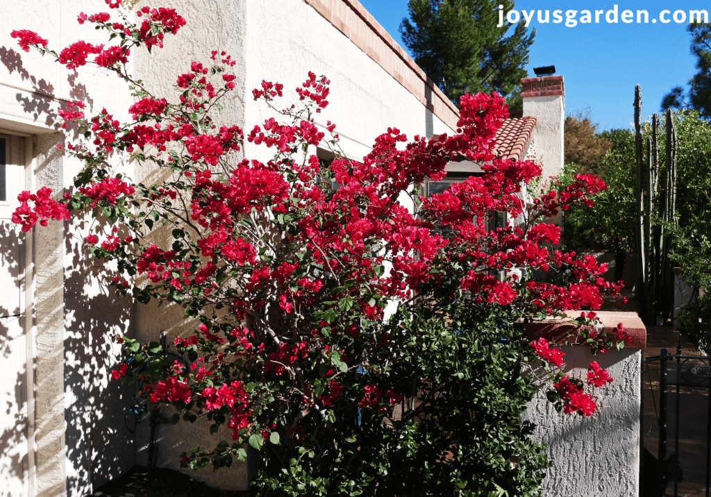 a bougainvillea barbara karst in full bloom grows against a white house