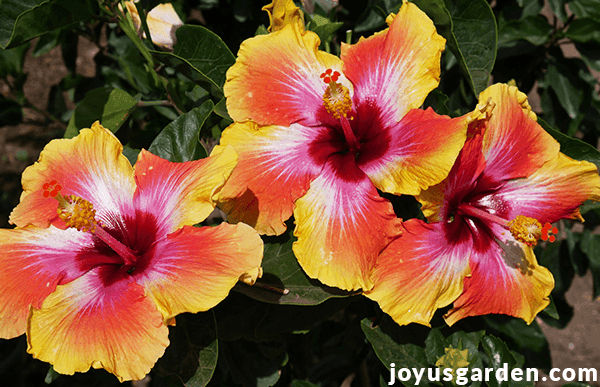 close up of large yellow tropical hibiscus flowers variegated with red