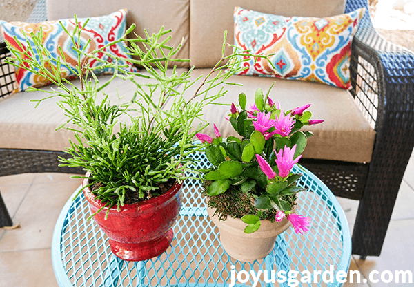 a drunkard's dream hatiora sits next to an easter cactus with bright pink flowers on an aqua patio table