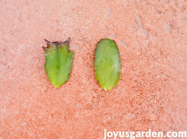 A thanksgiving cactus leaf sits next to an easter cactus leaf.