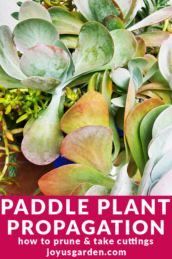 Paddle Plant Propagation: How To Prune & Take Cuttings
