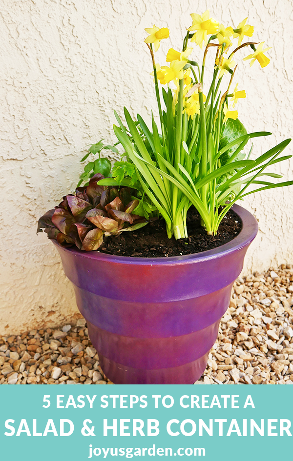 lettuces, herbs & a mini daffodil grow in a purple pot the text reads 5 Easy Steps To Create A Salad & Herb Container Garden