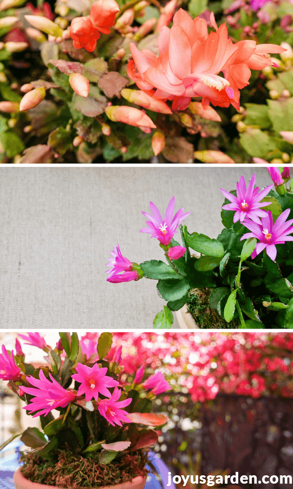 a collage with 3 pictures showing a peach thanksgiving cactus flower & 2 pictures of bright pink easter cactus