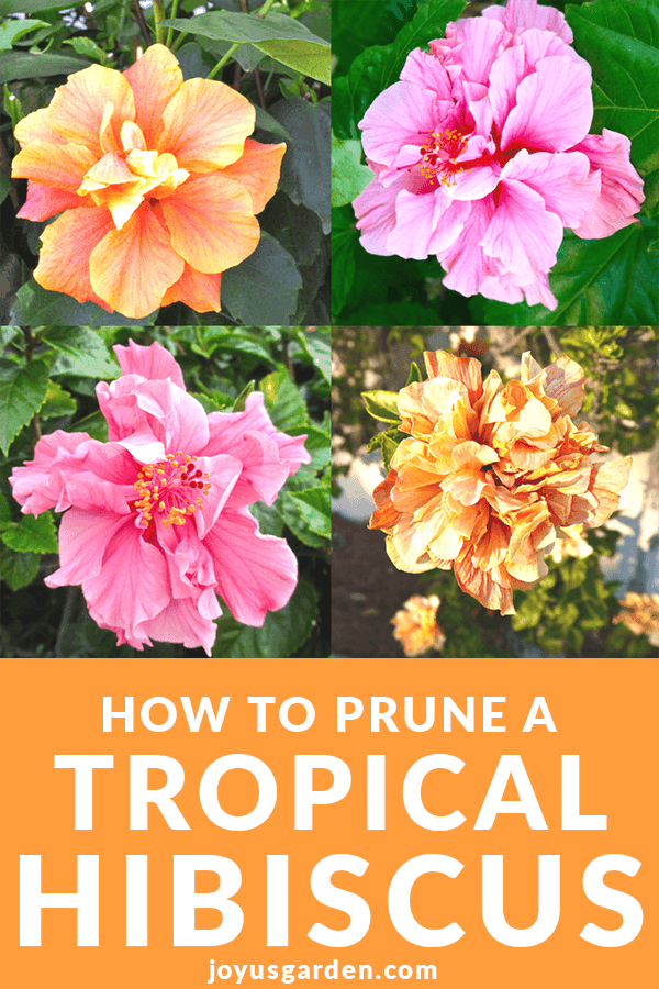 How to Plant and Grow Tropical Hibiscus