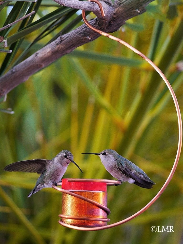 Two hummingbirds eating out of a copper hummingbird feeder.