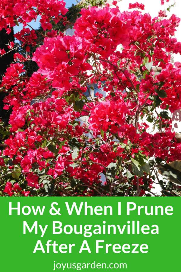 How & When I Prune My Bougainvillea After A Freeze