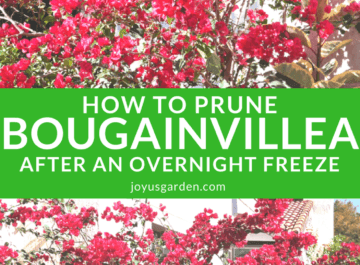 Bougainvillea After A Freeze