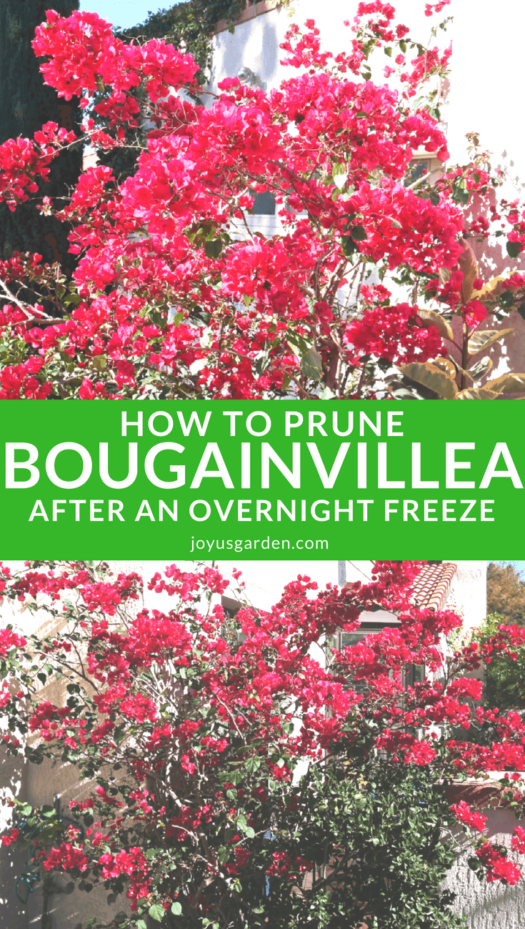 How and When I Prune My Bougainvillea After A Freeze