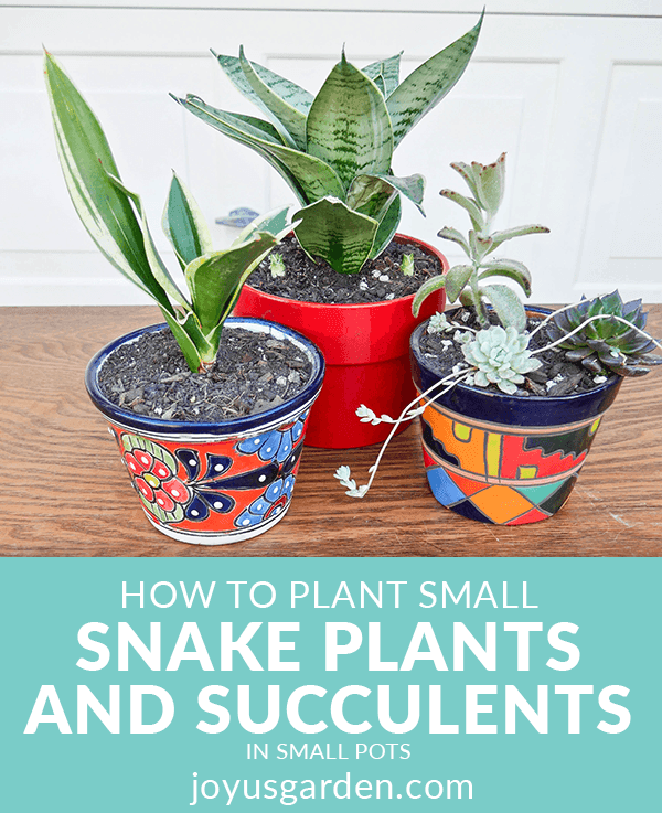 How To Plant Small Snake Plants and Succulents In Small Pots