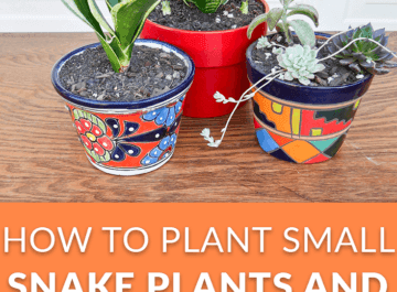 snake plants and succulents pinterest
