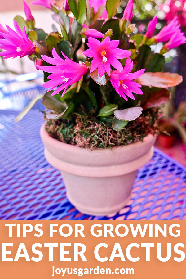 a bright pink easter cactus spring cactus sits on a blue patio table the text reads What You Need To Know About Growing An Easter Cactus (Spring Cactus) joyusgarden.com