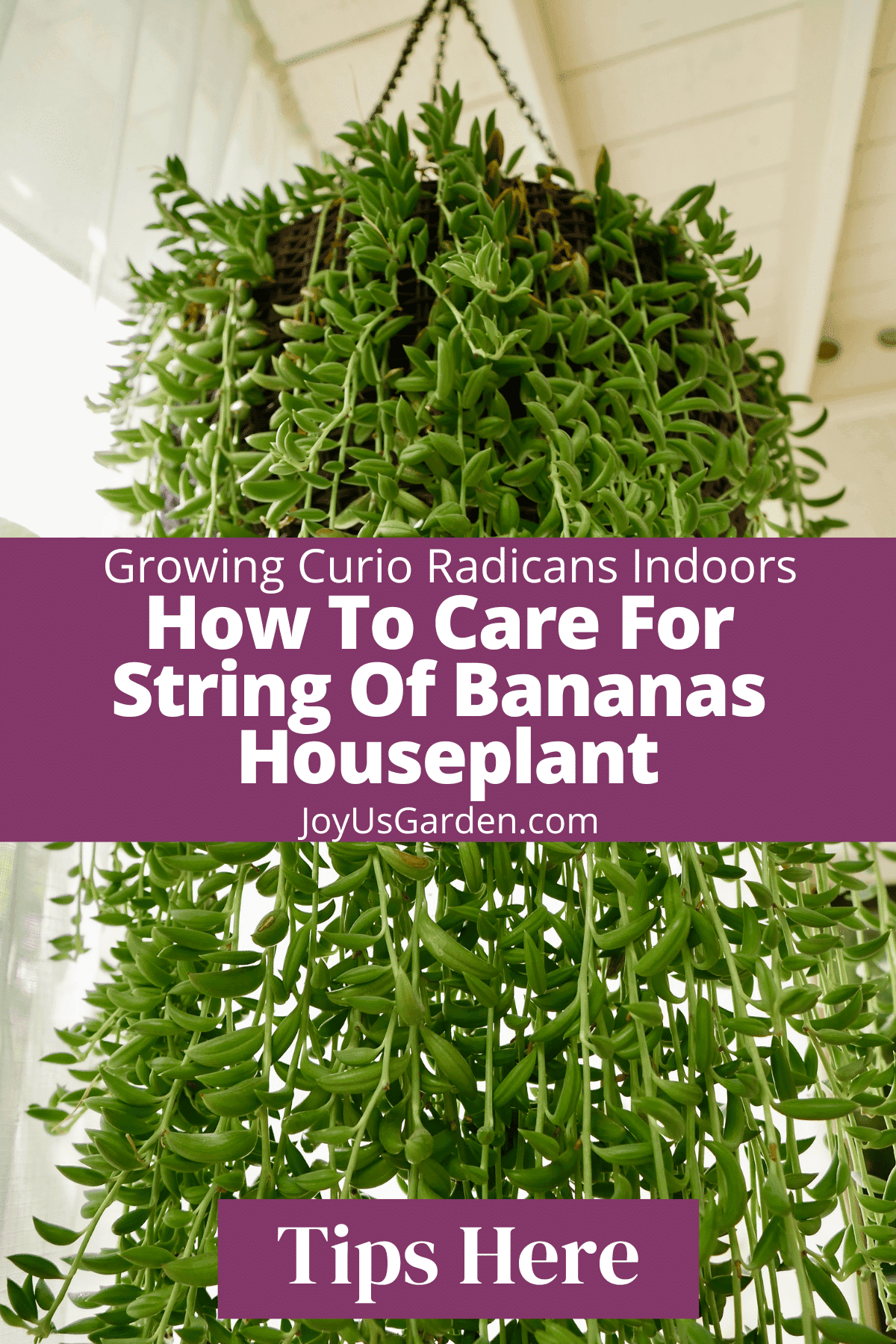 Close up of the long, thick trails of a string of bananas succulent