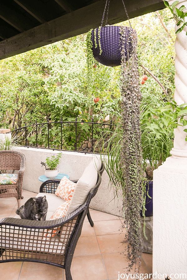 String of Hearts plant with 6' long trails hangs off the beams of a covered patio