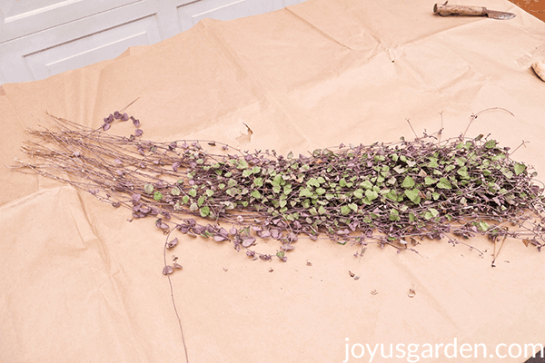 a tangle of String of Hearts cuttings sit on a sheet of brown paper