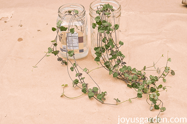 a jars with String of Hearts plant cuttings sit on a piece of brown paper