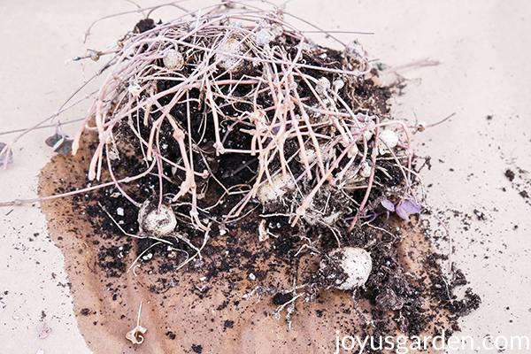 a mound of String of Hearts plant tubers on a piece of brown paper