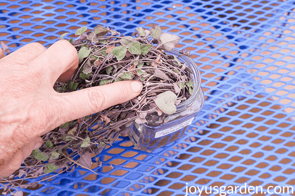 a finger points to a tuber on a String of Hearts stem the cuttings are in a glass jar