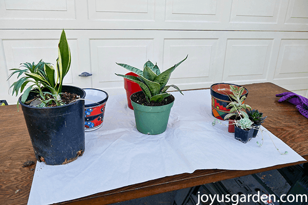 s small snake plants & 3 small succulents in grow pots sit on a table with 3 small colorful pots