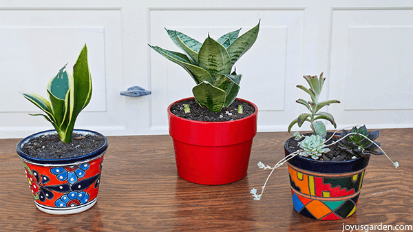 a small snake plant in a colorful talavera pot sits next to a small snake plant in a small red pot & 3 small succulents plants in a small pot with a colorful pattern