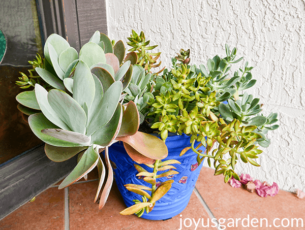 paddle plant cuttings