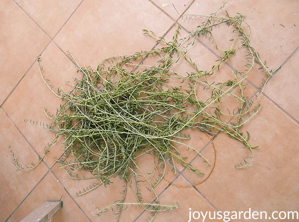 a pile of string of fishhooks stems after being pruned