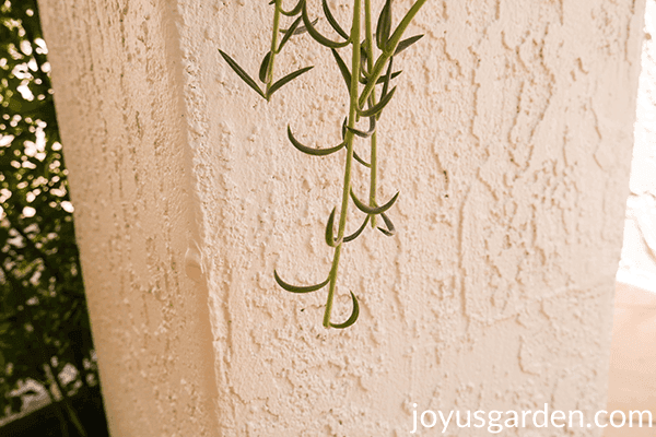 close up of how the ends of a string of fishhooks trailing succulent are pruned