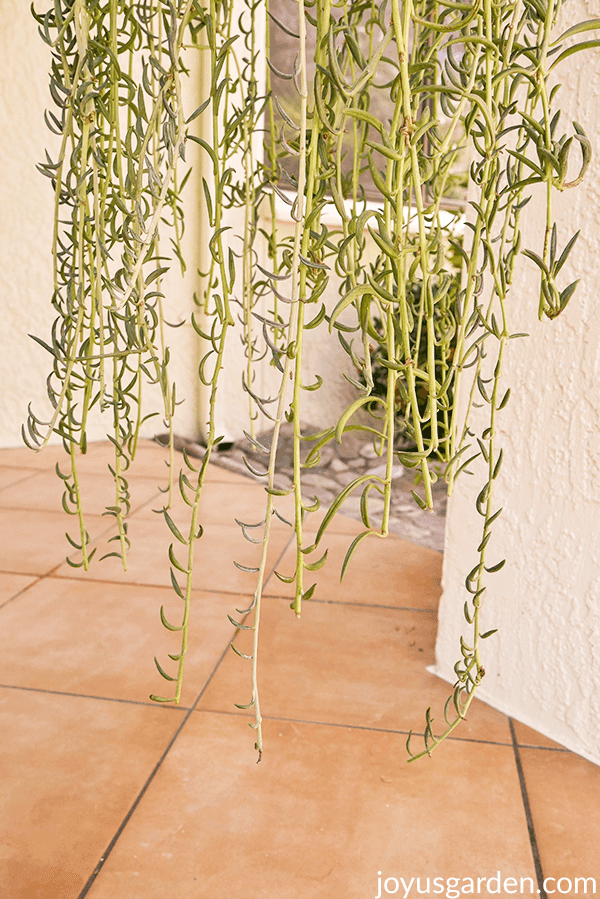 the ends of a string of fishhooks trailing succulent showing how the ends were not trimmed straight across