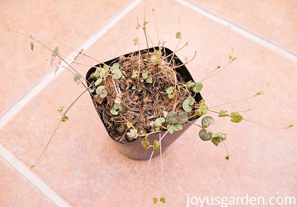 fresh growth on a String of Hearts plant in a 4" pot