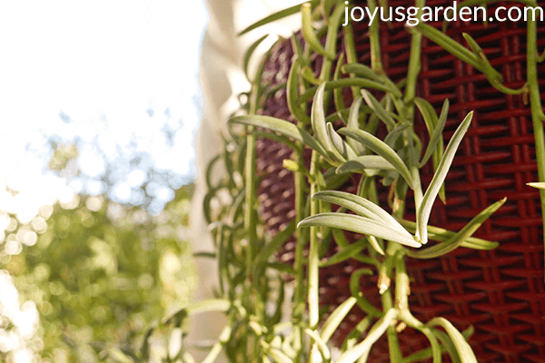 close up of the new growth of a trailing fishhooks succulent in a red pot