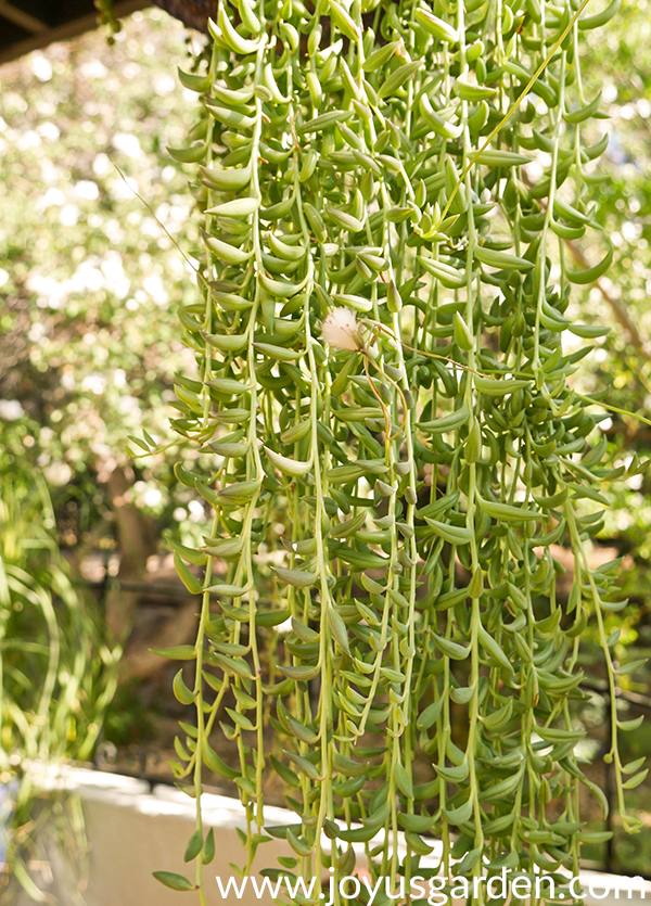many string of bananas trails showing 1 flower
